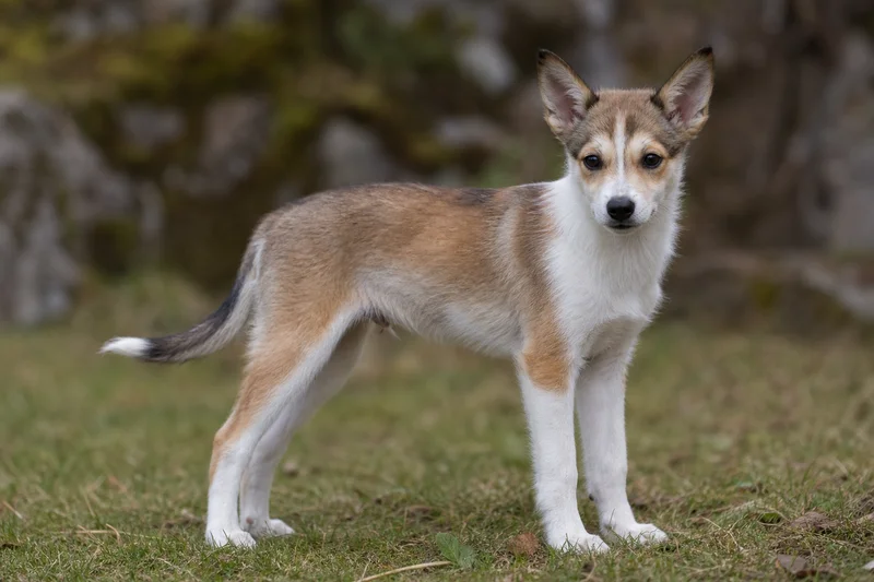 Norwegian Lundehund — puppy (~4 mo)