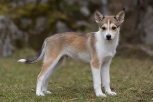 Norwegian Lundehund — puppy (~4 mo)