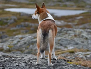 Norwegian Lundehund — rear
