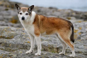 Norwegian Lundehund — senior