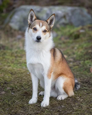 Norwegian Lundehund — sitting