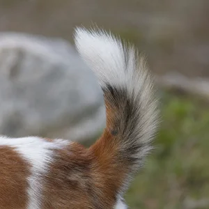 Norwegian Lundehund — tail