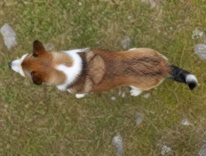 Norwegian Lundehund — top