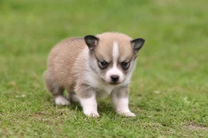 Norwegian Lundehund — young puppy (~1 mo)