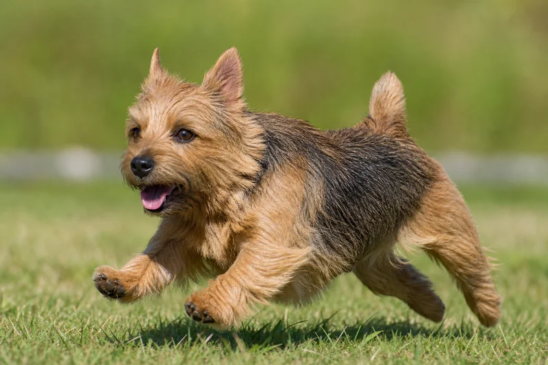 Norwich Terrier — running