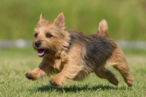 Norwich Terrier — running