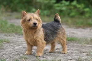 Norwich Terrier — adult