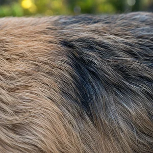 Norwich Terrier — coat texture