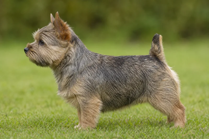 Norwich Terrier — grizzle coat
