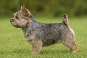 Norwich Terrier — grizzle coat