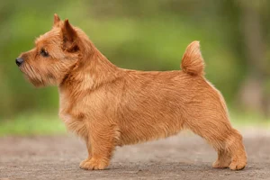 Norwich Terrier — red coat