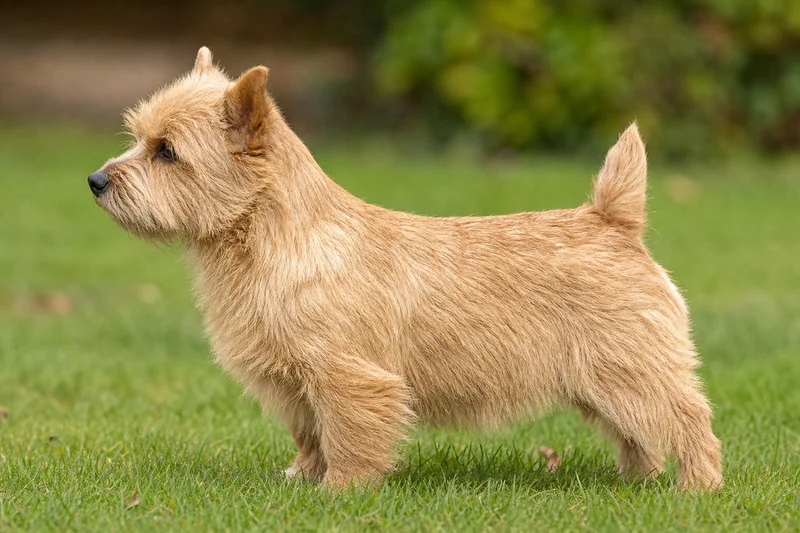 Norwich Terrier — wheaten coat