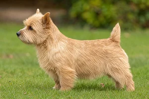 Norwich Terrier — wheaten coat
