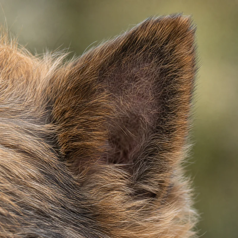 Norwich Terrier — ears