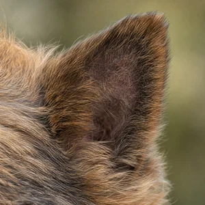 Norwich Terrier — ears