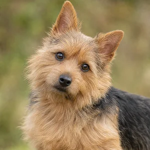 Norwich Terrier — alert