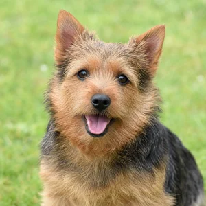 Norwich Terrier — happy