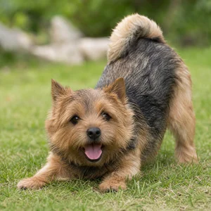 Norwich Terrier — playful