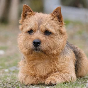 Norwich Terrier — relaxed