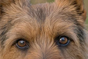Norwich Terrier — eyes