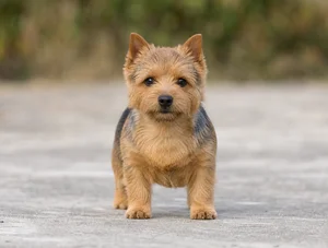 Norwich Terrier — front
