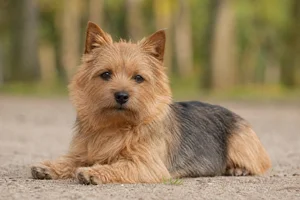 Norwich Terrier — lying down