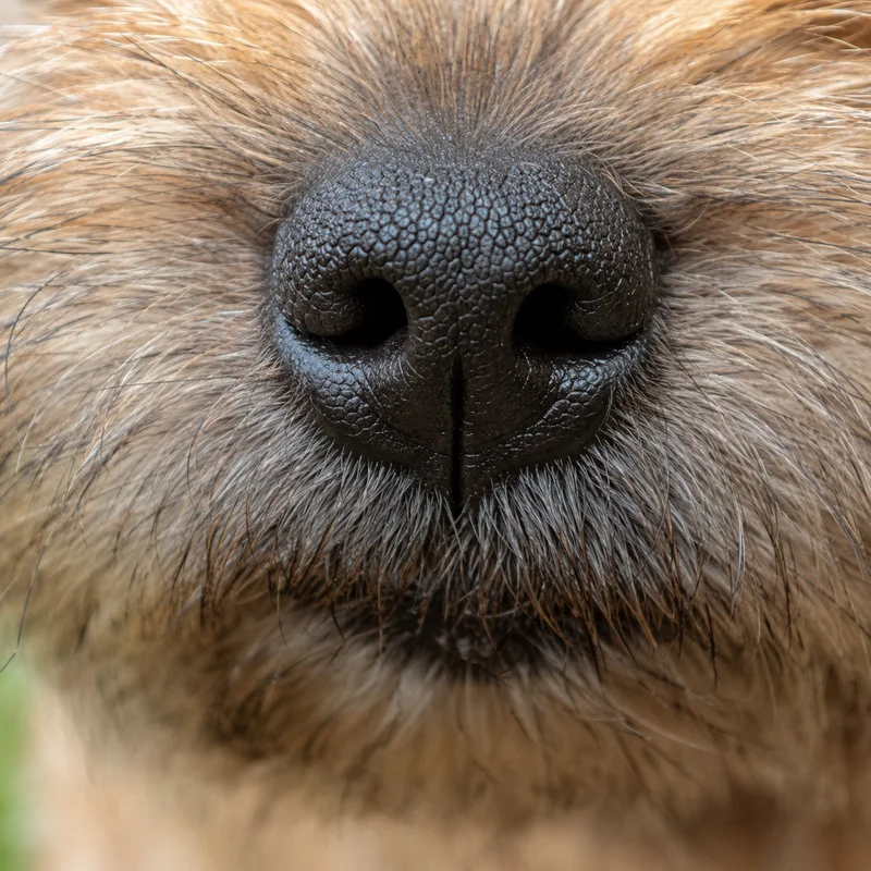 Norwich Terrier — nose