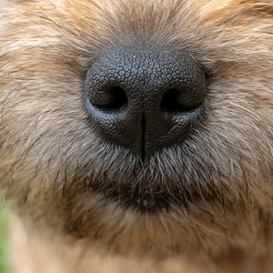 Norwich Terrier — nose