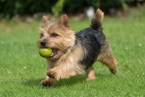 Norwich Terrier — playing