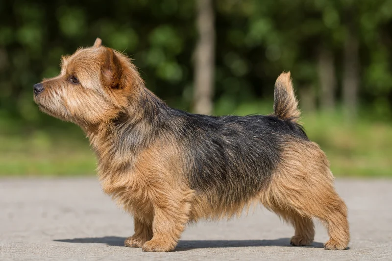 Norwich Terrier — side