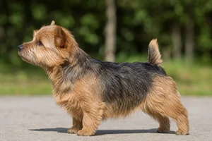 Norwich Terrier dog
