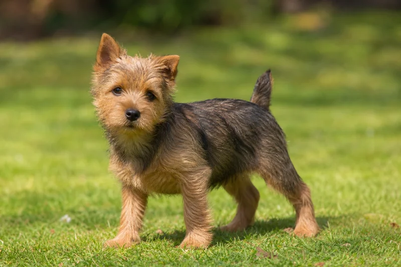 Norwich Terrier — puppy (~4 mo)