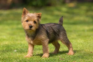 Norwich Terrier — puppy (~4 mo)