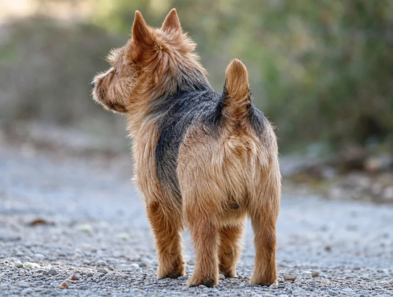 Norwich Terrier — rear