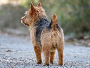 Norwich Terrier — rear