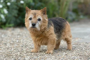 Norwich Terrier — senior