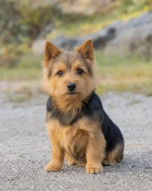 Norwich Terrier — sitting