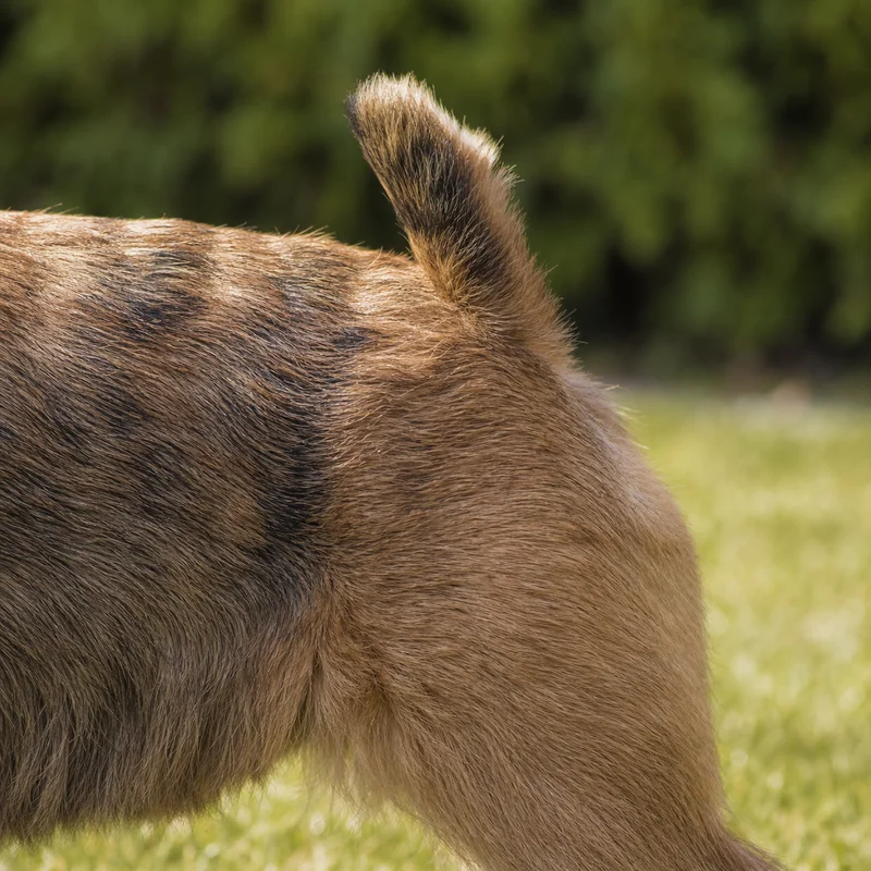 Norwich Terrier — tail