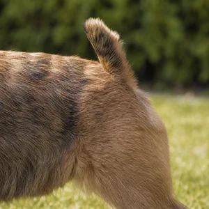 Norwich Terrier — tail