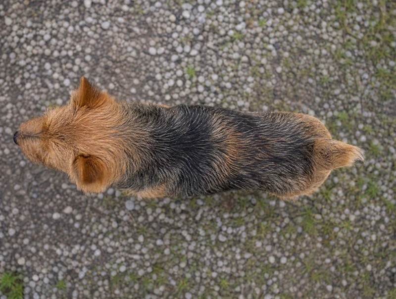 Norwich Terrier — top