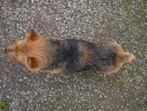 Norwich Terrier — top