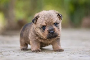 Norwich Terrier — young puppy (~1 mo)