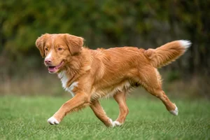 Nova Scotia Duck Tolling Retriever — running