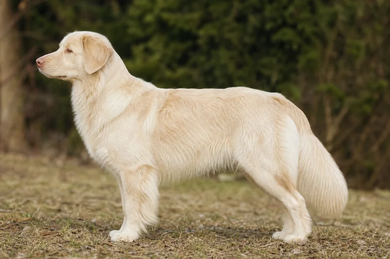 Nova Scotia Duck Tolling Retriever — Cream coat