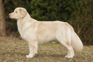 Nova Scotia Duck Tolling Retriever — Cream coat