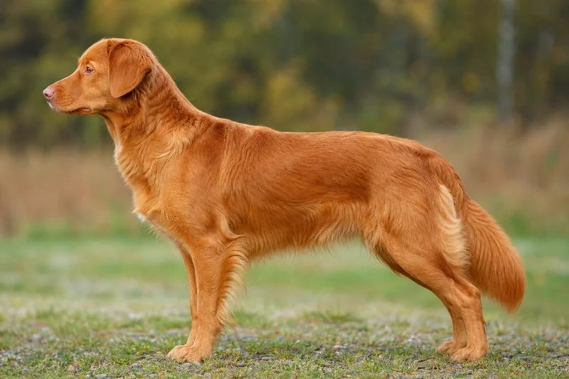 Nova Scotia Duck Tolling Retriever — Orange coat
