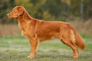 Nova Scotia Duck Tolling Retriever — Orange coat