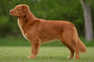 Nova Scotia Duck Tolling Retriever — Red coat