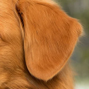 Nova Scotia Duck Tolling Retriever — ears