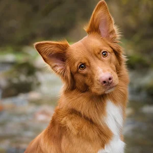 Nova Scotia Duck Tolling Retriever — alert
